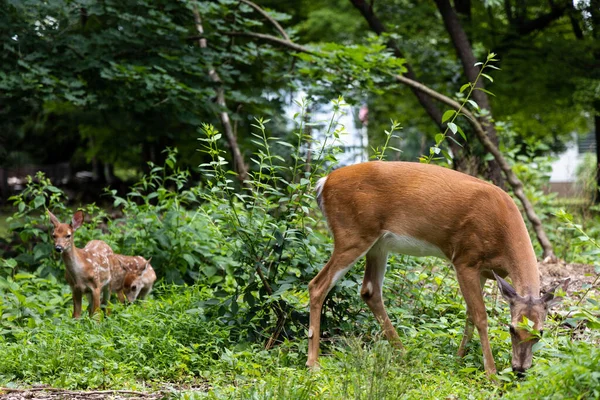 Close Veados Pastando Perto Uma Lagoa Floresta — Fotografia de Stock