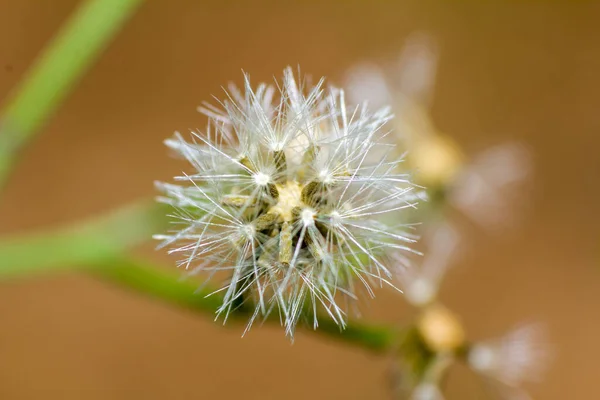 Closeup Dandelion Flower Blur Background — Stok fotoğraf