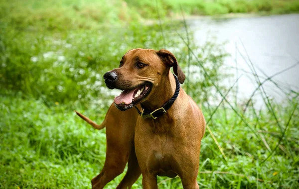 Closeup Shot Cute Rhodesian Ridgeback Dog Outdoors — Foto Stock