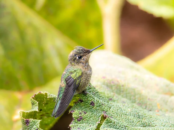 Selective Cute Hummingbird Green Leaf — Foto de Stock