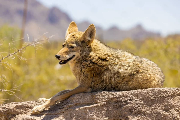 Een Close Van Een Coyote Onder Het Zonlicht — Stockfoto