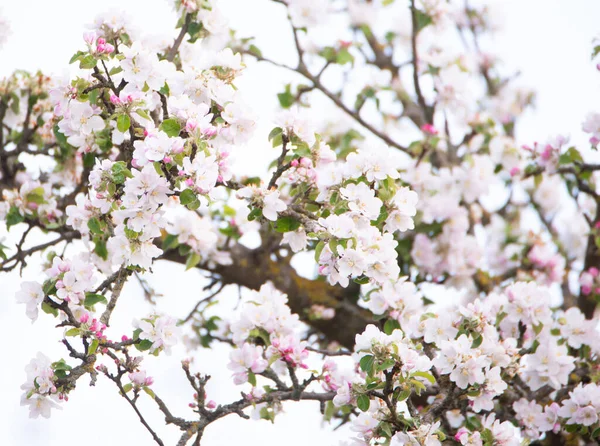 Apple Blossoms Spring Blue Sky Springtime Season Fruit Trees Blooming — Stockfoto