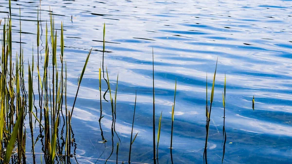 Bir gölün mavi sularında büyüyen yeşil çimenlerin yakın çekimi