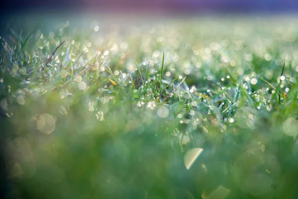 Düşük Açı Sabah Çiğ Taneleriyle Kaplı Yeşil Çimlerin Yakın Çekimi — Stok fotoğraf