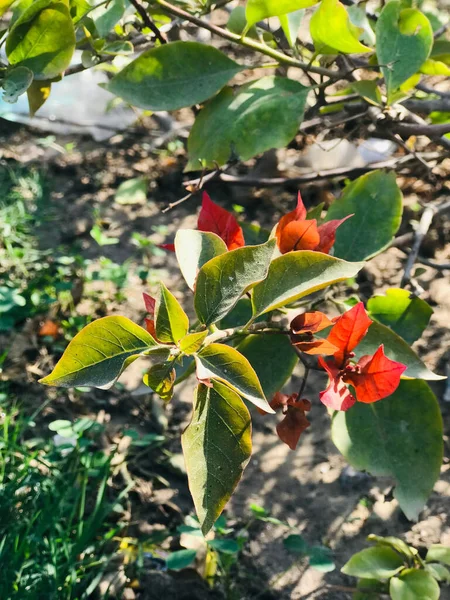 Ağaç Dalındaki Kırmızı Çiçeğin Dikey Görüntüsü — Stok fotoğraf