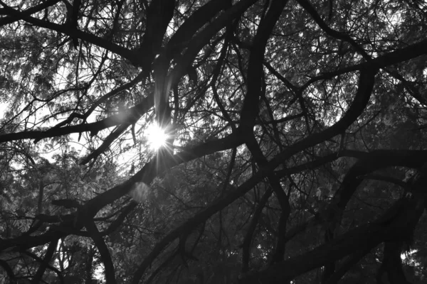 Low Angle Shot Tree Sunlight Grayscale — Stock Photo, Image