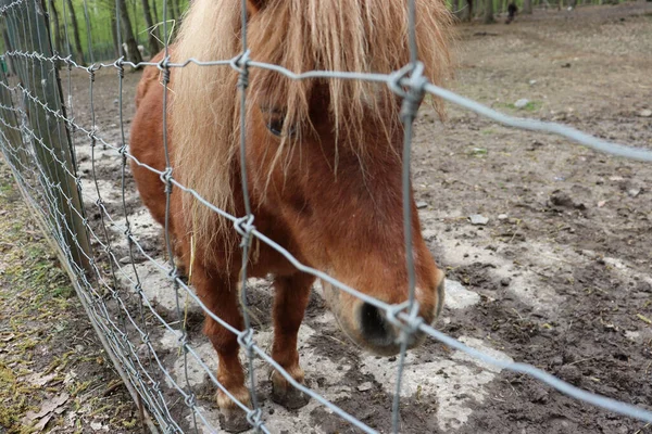 網の後ろで宮古馬のクローズアップショット — ストック写真