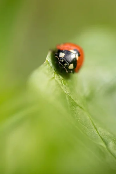 Eine Nahaufnahme Eines Schönen Marienkäfers Einem Sonnigen Tag Gras Auf — Stockfoto