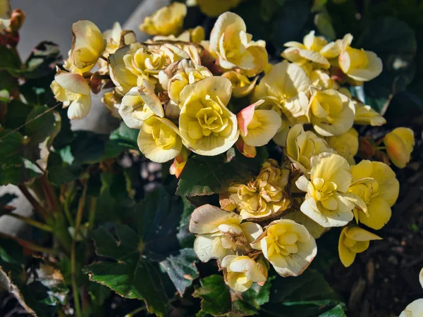 在阳光灿烂的日子里在花园里生长的一朵黄花的特写 — 图库照片