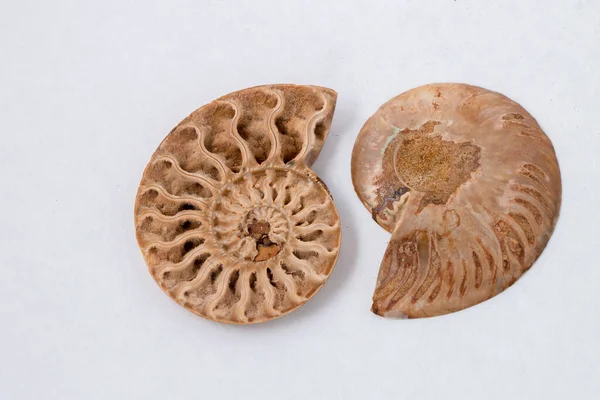 Matched Pair Ammonite Fossils White Background — Stock Photo, Image