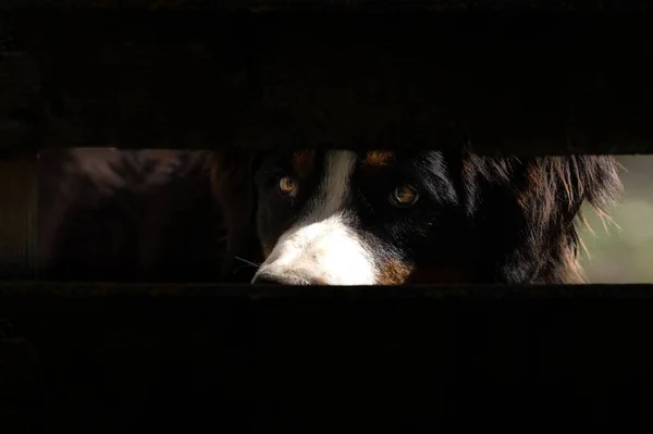 一只大贝纳斯山狗透过缝隙看的全景照片 — 图库照片