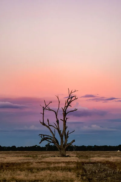 Vertical Shot Bright Pink Blue Sunset Sky Field Bare Tree — Zdjęcie stockowe