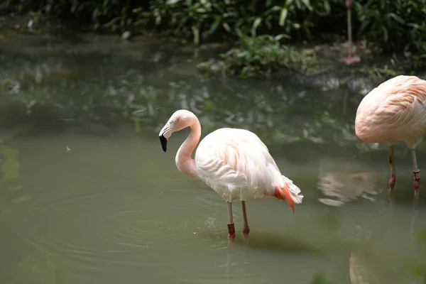 Pink Flamingos Lake Zoo Taipei Taiwan — Foto de Stock