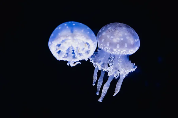 Closeup Beautiful Spotted Jellyfish Mastigias Papua Dark Background — Fotografia de Stock