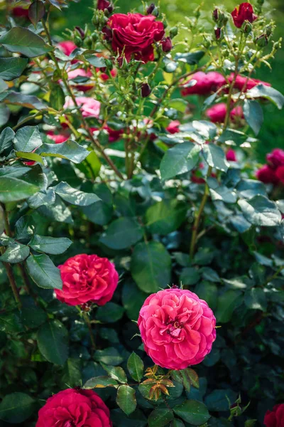 Plano Vertical Rosas Rosadas Bosque Durante Día —  Fotos de Stock