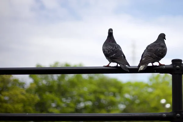 Closeup Two Dark Gray Pigeons Perched Metal Handrails Shallow Focus — Fotografia de Stock