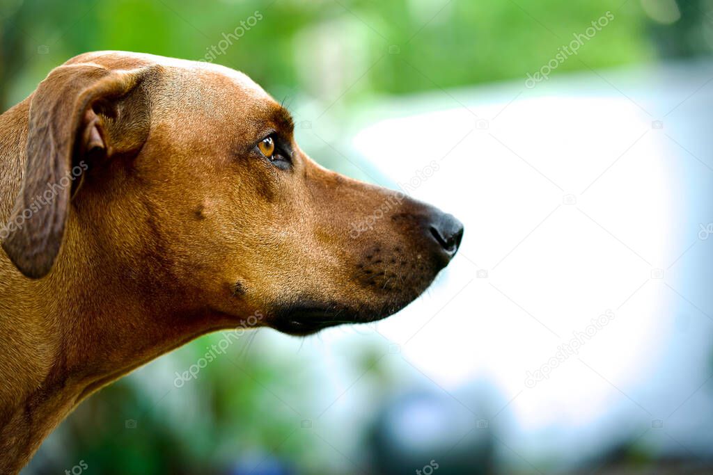 A portrait of a cute brown Rhodesian Ridgeback dog