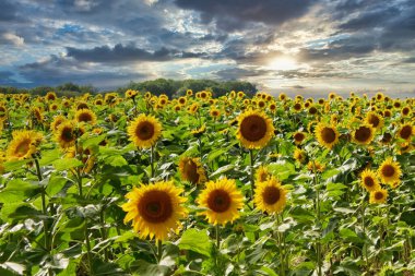 A scenic view of a field of sunflowers in cloudy sky background