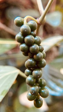 A closeup of a green coffee plant on a blurred background