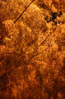 Sonbaharda portakal yapraklı ağaç dallarının dikey görüntüsü