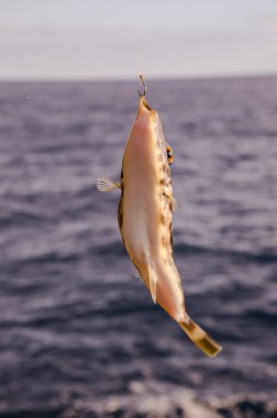 Bir Deniz Balığı Mavi Atlantik Okyanusu 'nun üzerinde