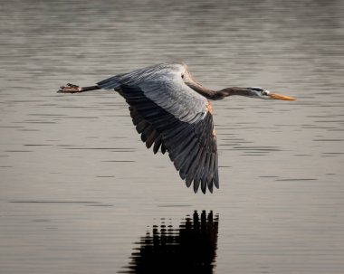 Suyun üzerinde uçan mavi balıkçıl balığının seçici odak noktası.