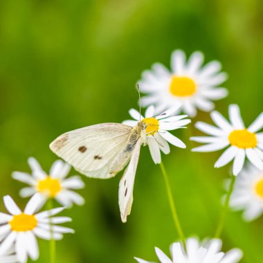 Papatya çiçeğinin üzerindeki lahana kelebeği, Pieris rapae, yazın güzel beyaz kelebek.
