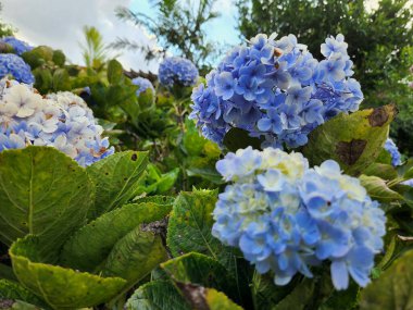 Ağaçların ve bulutlu gökyüzünün üzerinde mavi ortancaların yakın plan çekimi.