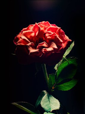 Bir melez çayının dikey yakın plan çekimi siyah arka planda yükseldi.