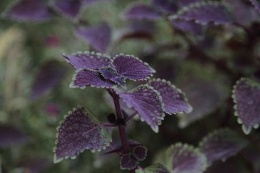 Mor kolas yapraklarının seçici odak noktası.