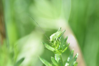 A selective focus shot of a green grasshopper on a green plant