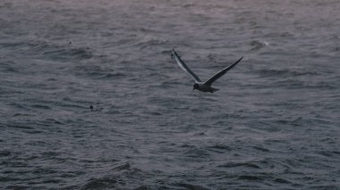 The Black-headed gull flying near the sea