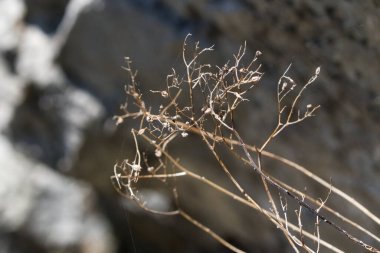 Kuru yapraksız ağaç dallarının seçici odak noktası.