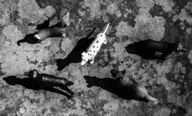 A grayscale top view of the mongrels