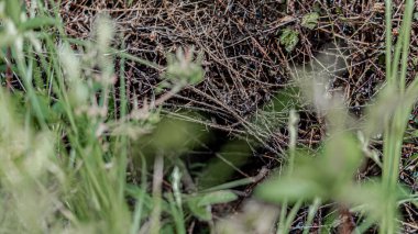 a briar thicket used as a burrow for a small animal