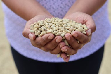 Beyaz kahve çekirdeklerini tutan insanların yakın plan fotoğrafı.