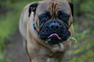 2022-05-19 A CLOSE UP OF A BULLMASTIFF WITH NICE EYES HER TOUNGE OUT AND A PIECE OF GRASS STICKING OUT OF HER MOUTH WITH A BLURRY FADED BACKGROUND