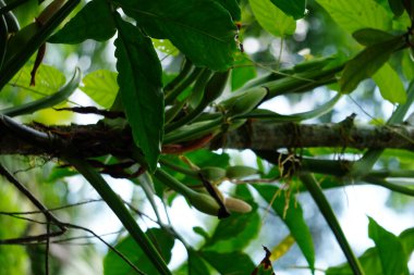 A vertical shot of tropical plants in greenery