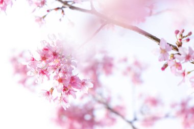 A closeup of a Cherry Blossom tree in a park