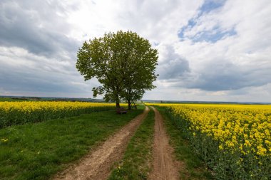 A beautiful view of yellow rapeseed flowers in a field in spring