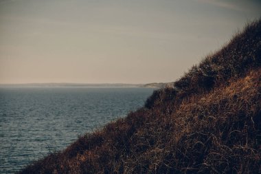 A beautiful view of seascape behind growing grass