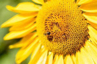 A closeup of a tiny bumblebee pollinating a vibrant yellow sunflower