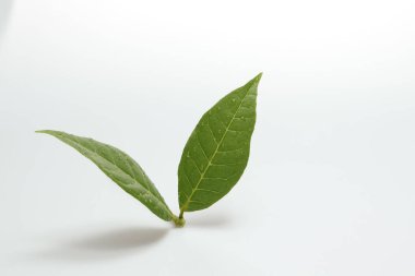 İzole edilmiş beyaz zemin üzerinde yeşil yapraklar eğreltiotu tropikal yağmur ormanları. Yumuşak ışık ve boşluk kopyala.