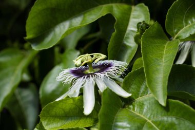 Bahçede yetişen Passiflora Caerulea 'nın yakın çekimi.