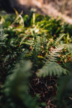 A fern (Polypodiopsida or Polypodiophyta) in a forest