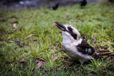 Bir Avustralyalı yalıçapkını çalılıklarda poz veriyor ve oynuyor.