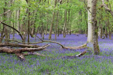 A beautiful blue bell field with trees