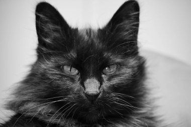 A grayscale of a cute cat lying on a bed in a room