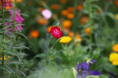 A red carnation in a garden of colorful flowers