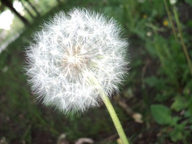 Bir karahindibanın yakın çekimi